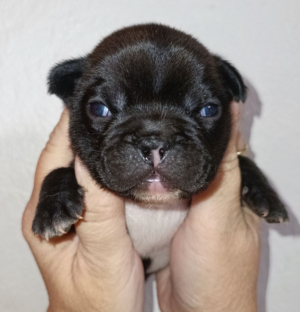 de la Colline du Coeur de Feu - Chiot disponible  - Bouledogue français