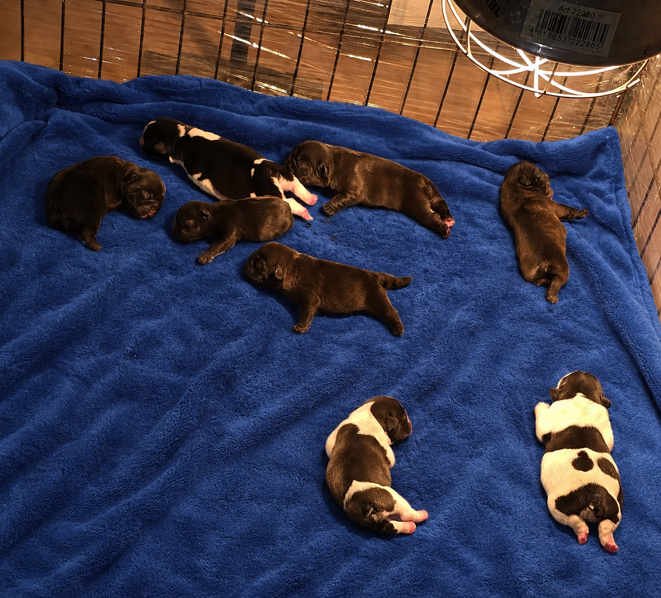 Chiot Bouledogue français de la Colline du Coeur de Feu
