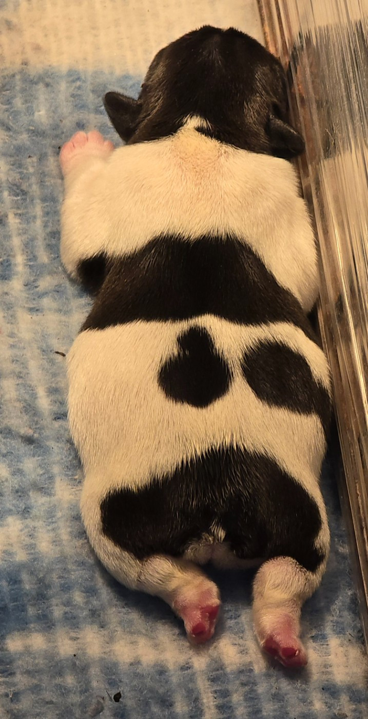 de la Colline du Coeur de Feu - Chiots disponibles - Bouledogue français