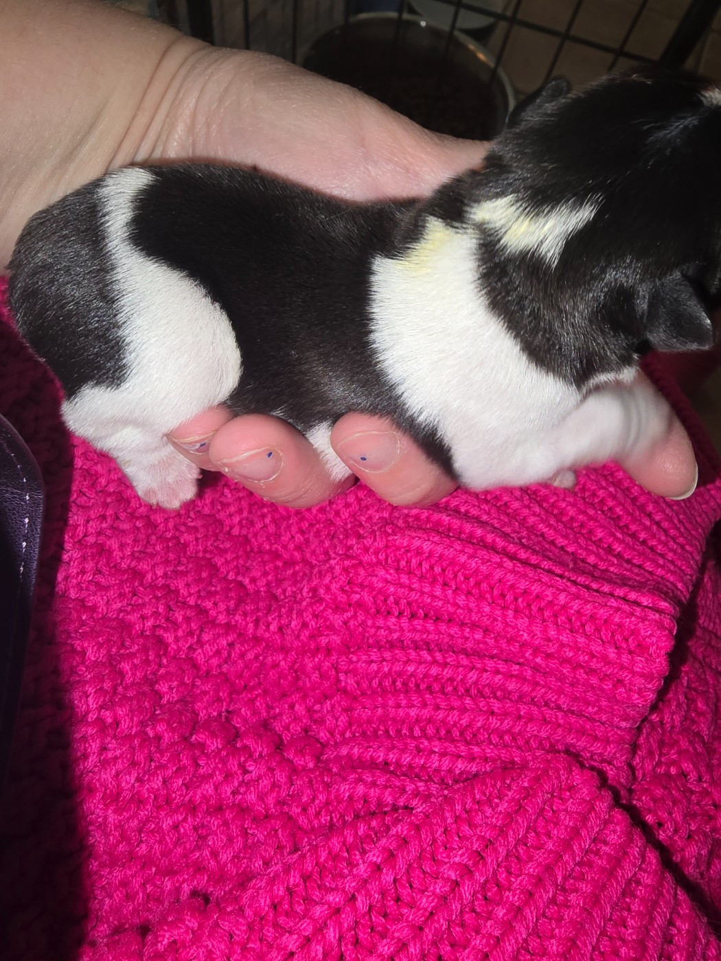 de la Colline du Coeur de Feu - Chiots disponibles - Bouledogue français