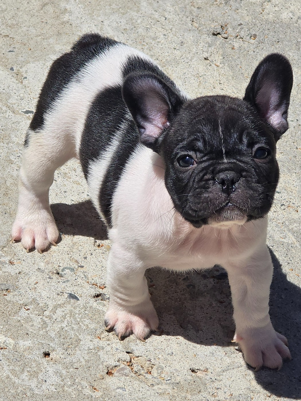 de la Colline du Coeur de Feu - Chiots disponibles - Bouledogue français