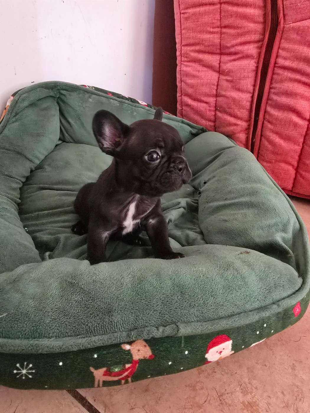 de la Colline du Coeur de Feu - Chiots disponibles - Bouledogue français