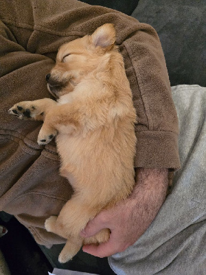 CHIOT 4
