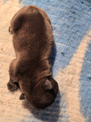 Chiot N°2