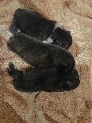 CHIOT 2