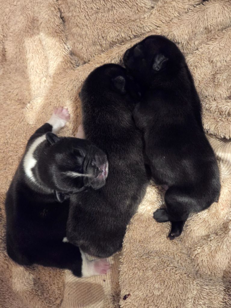 de la Colline du Coeur de Feu - Chiots disponibles - Bouledogue français